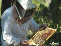 Visite de ruche: un cadre de couvain d'abeilles